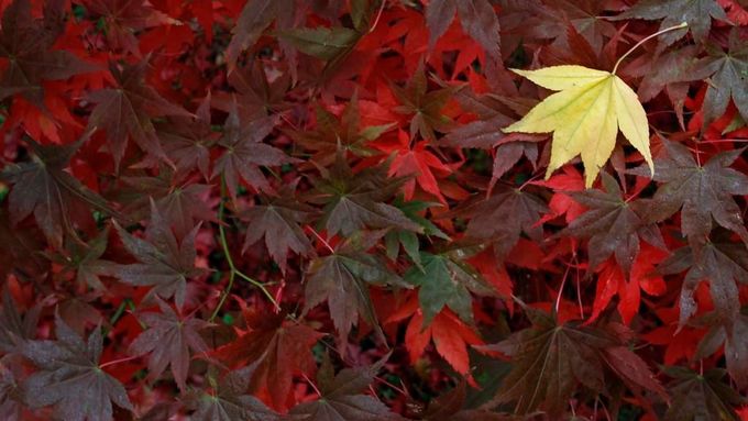 Tajemství barev podzimu aneb letošní nadílka listí