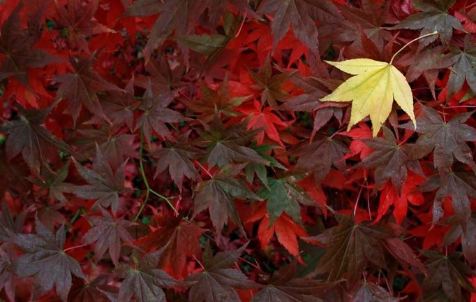 Některé druhy japonských javorů získávají na podzim nádherné zbarvení. Stejně jako tento v anglickém Westonbirtu.