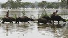 REFILE - CORRECTING BYLINE Flood-affected residents move to safer places on their buffaloes after heavy rains at Kushiani village of Morigaon district, in the northeastern Indian state of Assam June 28, 2012. Incessant heavy rains in northeast India have caused massive flooding and landslides, killing at least 10 people, local media reported. REUTERS/Utpal Baruah (INDIA - Tags: DISASTER ENVIRONMENT ANIMALS TPX IMAGES OF THE DAY) Published: Čer. 28, 2012, 5:03 odp.