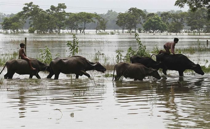 REFILE - CORRECTING BYLINE Flood-affected residents move to safer places on their buffaloes after heavy rains at Kushiani village of Morigaon district, in the northeastern Indian state of Assam June 28, 2012. Incessant heavy rains in northeast India have caused massive flooding and landslides, killing at least 10 people, local media reported. REUTERS/Utpal Baruah (INDIA - Tags: DISASTER ENVIRONMENT ANIMALS TPX IMAGES OF THE DAY) Published: Čer. 28, 2012, 5:03 odp.