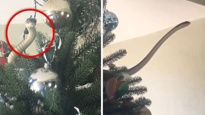 Syčení ve vánočním stromku. Na rodinu vykoukl mezi ozdobami smrtelně jedovatý had.
