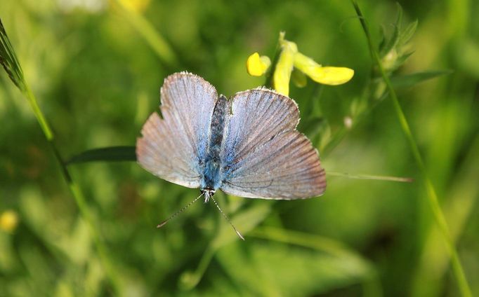 Šumava