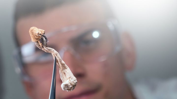 Vláda zmírnila podmínky pro psilocybin z lysohlávek a zakázala 20 nových drog; Zdroj foto: iStock