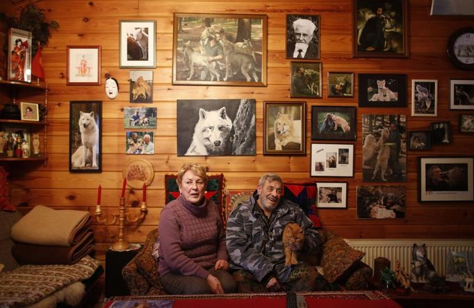 Wolf researcher Werner Freund, his wife Erika and their cat Max sit in the living room of their home near Wolfspark Werner Freund, in Merzig in the German province of Saarland January 24, 2013. Freund, 79, a former German paratrooper, established the wolf sanctuary in 1972 and has raised more than 70 animals over the last 40 years. The wolves, acquired as cubs from zoos or animal parks, were mostly hand-reared. Spread over 25 acres, Wolfspark is currently home to 29 wolves forming six packs from European, Siberian, Canadian, Artic and Mongolian regions. Werner has to behave as the wolf alpha male of the pack to earn the other wolves respect and to be accepted. Picture taken January 24, 2013. REUTERS/Lisi Niesner (GERMANY - Tags: ANIMALS SOCIETY) Published: Led. 26, 2013, 2:45 odp.