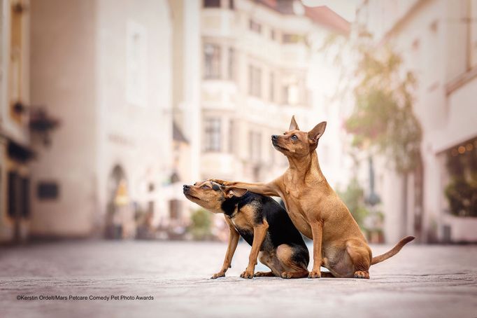 Vtipné fotky domácích mazlíčků: vítězové soutěže Mars Petcare Comedy Pet Photo Awards 2020