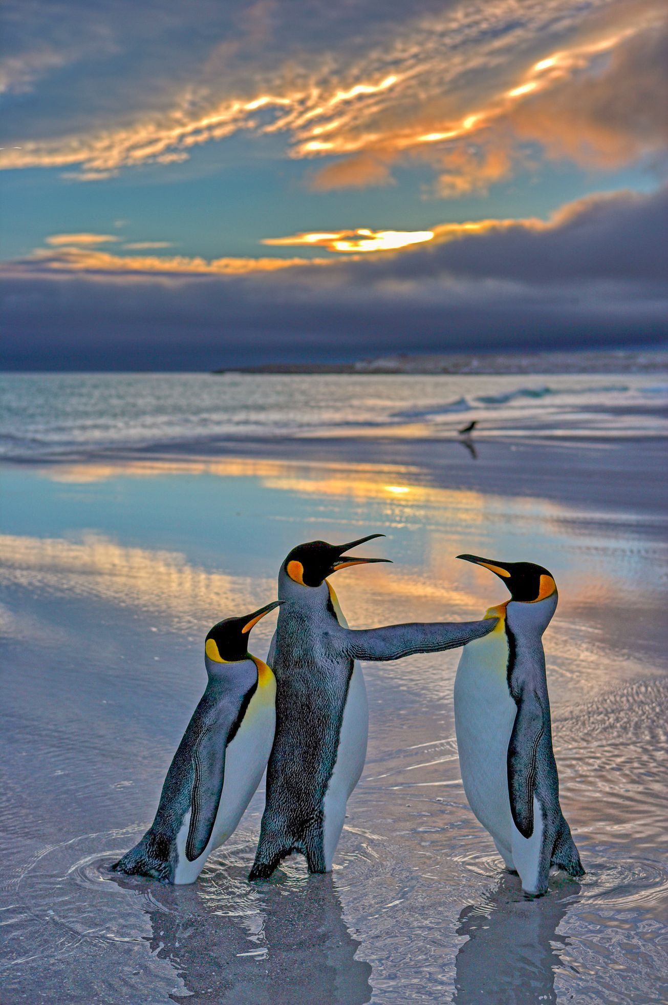 Vítězné fotografie ze soutěže Nikon Comedy Wildlife Awards 2024