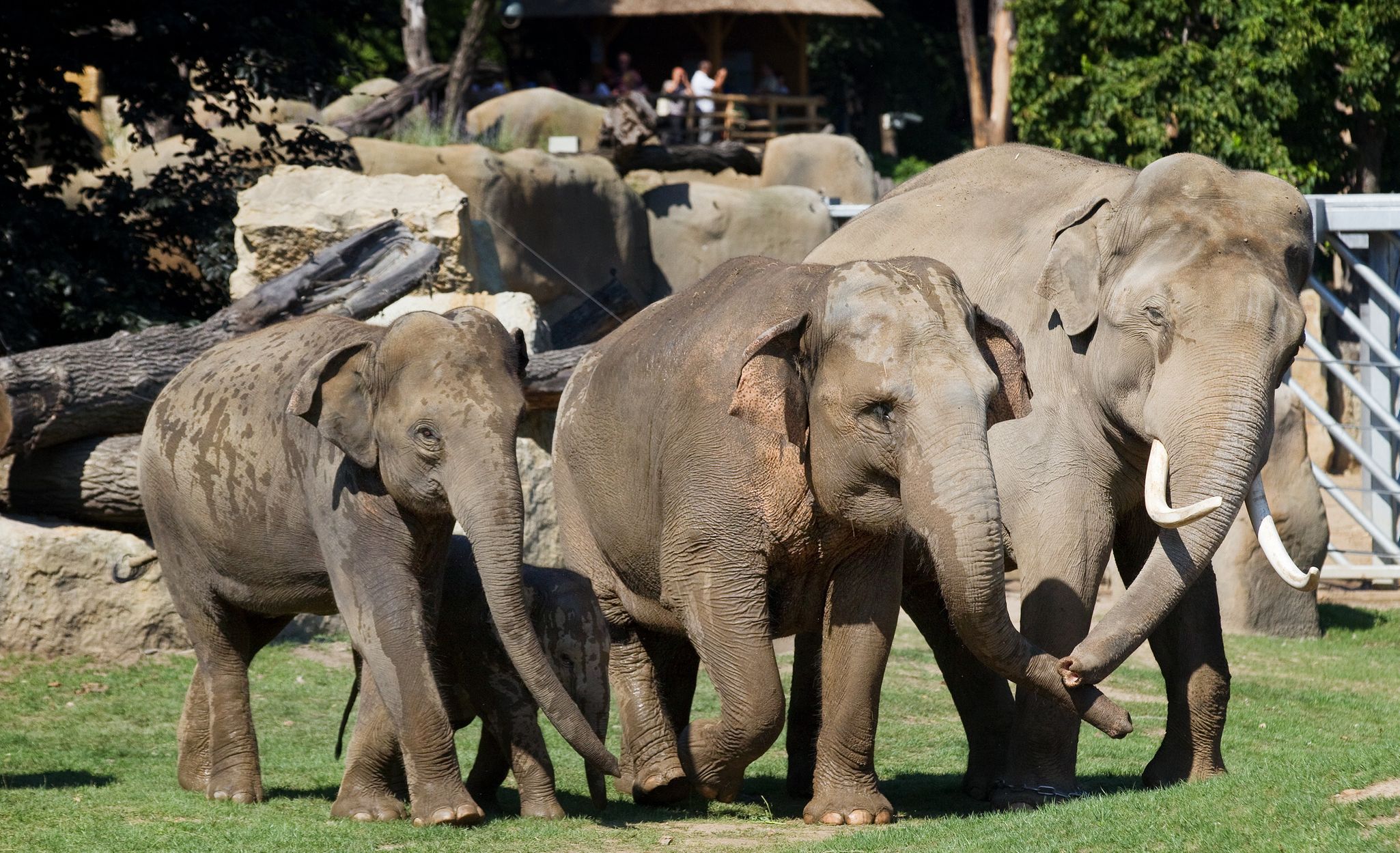 Údolí slonů - ZOO Praha