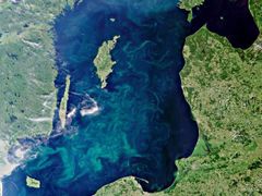 Velký problém představují mořské řasy a sinice v Baltském moři.