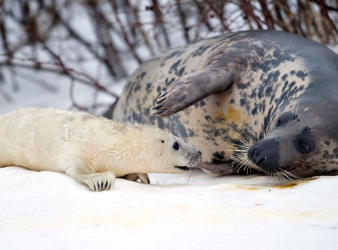 Tulení mládě se tulí k matce v oceánáriu v Hirtshals v severním Dánsku.