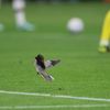 Pták na hřišti stadionu v Dauhá při zápase MS 2022 Německo - Japonsko