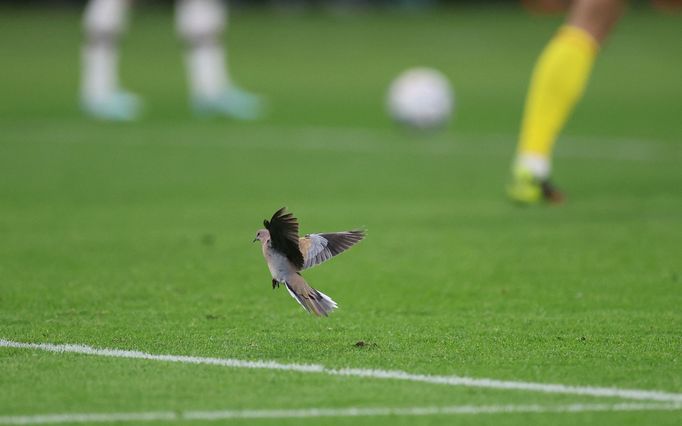 Pták na hřišti stadionu v Dauhá při zápase MS 2022 Německo - Japonsko