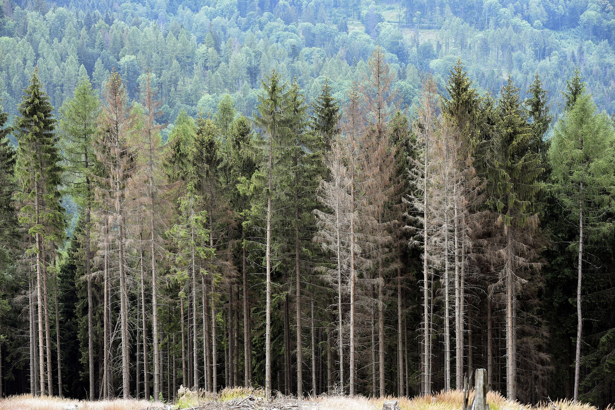 Lesy severní a střední Moravy se v posledních letech dostaly kvůli kůrovci a suchu do kalamitního stavu.