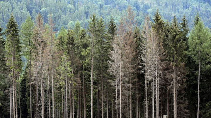 Polabská krajina trpí. Extrémní sucho a škůdci decimují tamní borové lesy