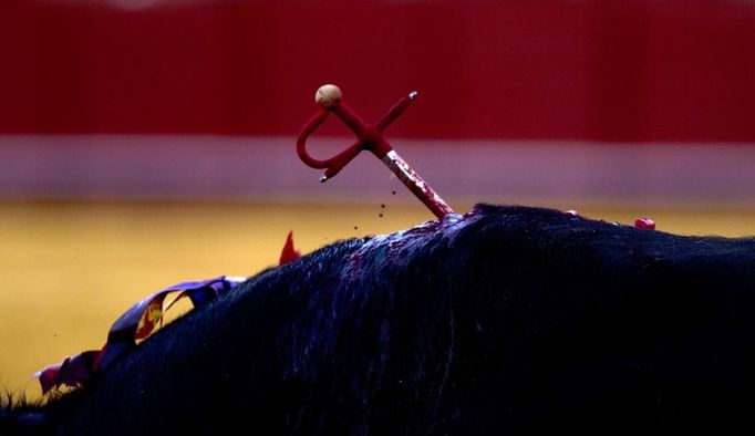 A sword is stabbed into a bull during a bullfight in The Maestranza bullring in Seville