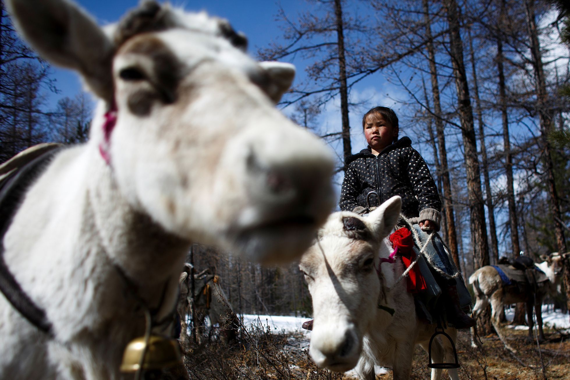 FOTOGALERIE / Život kočovných pastýřů v Mongolsku / Reuters / rok 2018 / 20