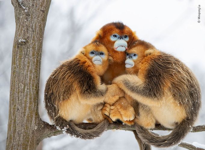 Wildlife Photographer of the Year: fotografie, které se utkají o cenu diváků