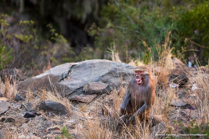 Finalisté soutěže Comedy Wildlife Photography Awards 2022