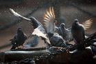 Čína cvičí holuby. Pro případ, že selže elektronika