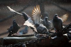 Mělník trápí přemnožení holubi, třetinu jich zlikviduje