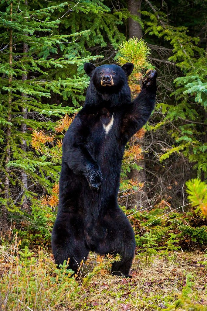 Comedy Wildlife Photography Awards 2017, finalisté soutěže