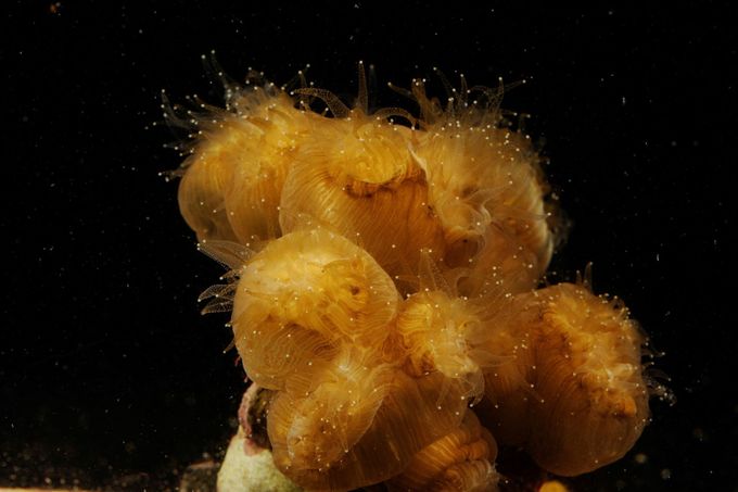Polypy korálu umístěného v laboratoři floridského akvária poblíž města Tampa.