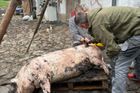 Začátek celé akce se neobejde bez "špinavé práce" - prase se musí zbavit štětin, opláchnout horkou vodou a vyvěsit pod trojnožku.