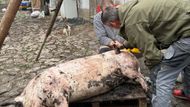 Začátek celé akce se neobejde bez "špinavé práce" - prase se musí zbavit štětin, opláchnout horkou vodou a vyvěsit pod trojnožku.