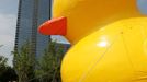 WENZHOU, CHINA - JULY 01: (CHINA OUT) People set up a scaled replica of the rubber duck, originally created by Dutch conceptual artist Florentijn Hofman, on a river on July 1, 2013 in Wenzhou, Zhejiang province of China.