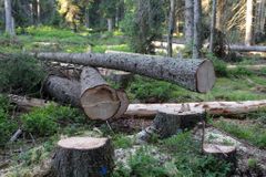 Obchodování se dřevem dostane nová pravidla