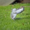 Vítězné fotografie ze soutěže Nikon Comedy Wildlife Awards 2024
