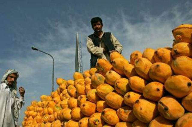 Afghánistán mango
