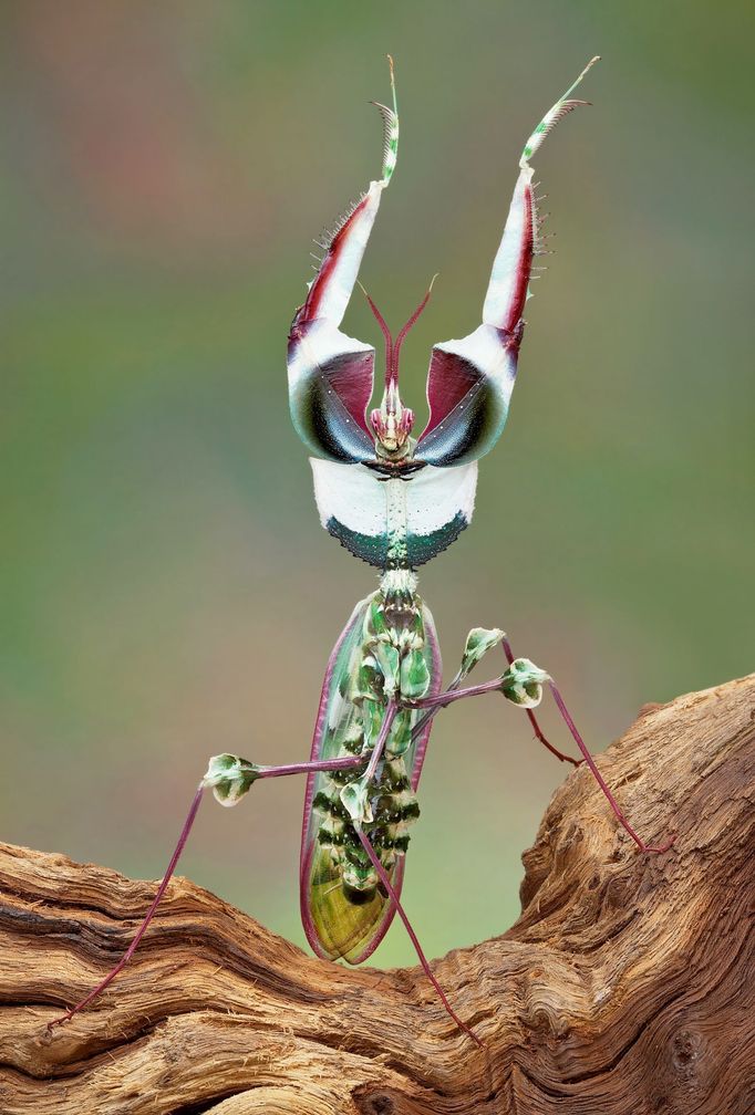 Kudlanka ďábelská (Idolomantis diabolica)