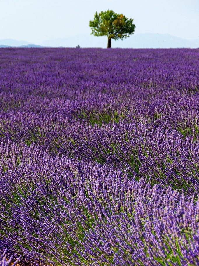 Levandulová pole v Provence, Jižní Francie