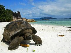 želva obří na seychelské pláži