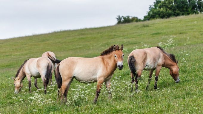 Divocí koně letí do Mongolska. Podívejte se, jak se chystají na cestu