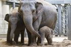 Proti slonímu viru není lék, zoo se bojí o druhé mládě