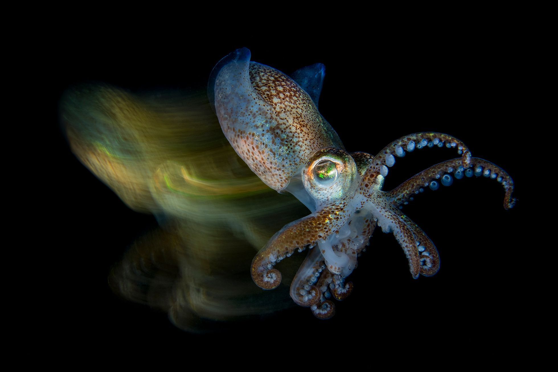 Nejlepší fotky pořízené pod hladinou - Underwater Photographer of the Year 2019