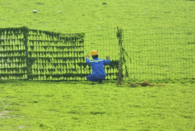 A worker cleans algae off a fence near the coastline in Qingdao, Shandong province, June 28, 2013. REUTERS/Stringer (CHINA - Tags: ENVIRONMENT SOCIETY) CHINA OUT. NO COMMERCIAL OR EDITORIAL SALES IN CHINA Published: Čer. 28, 2013, 8:31 dop.