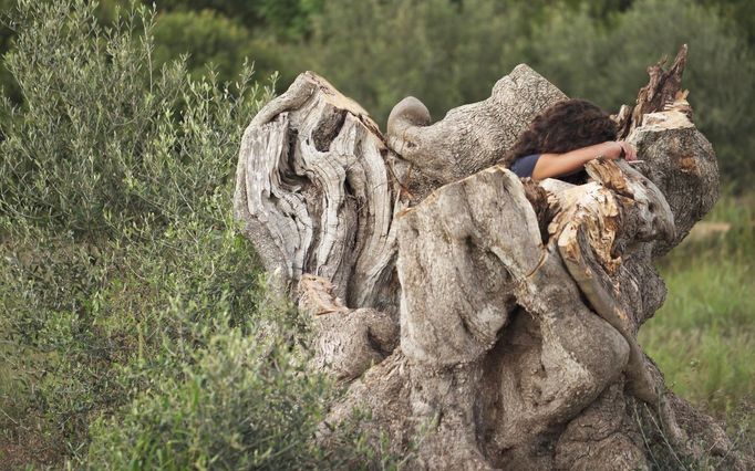 Žena u umírajícího asi 800 let starého olivovníku v jihoitalském Scorranu.
