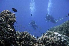 Umírání oceánů. Do 20 let se zničí 70 procent korálů