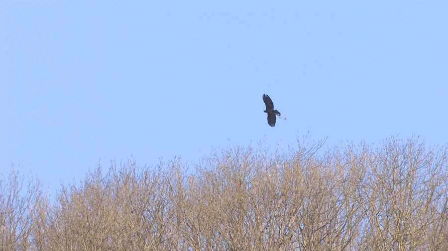 Filoména a David se pokouší zahnízdit