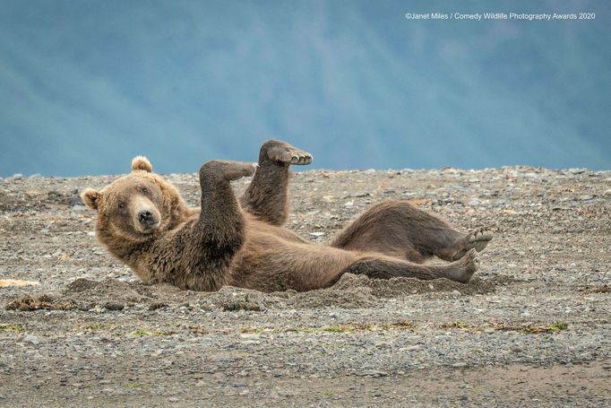 Vtipné fotky zvířat: Comedy Wildlife Photography Awards 2020