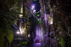 Svítící stromy místo lamp. Vědci z Brna rozluštili záhadu, mluví o světelné revoluci