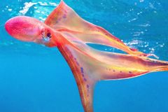 Biologové natočili tajemného tvora z oceánu. Zářivá chobotnice má barevná chapadla