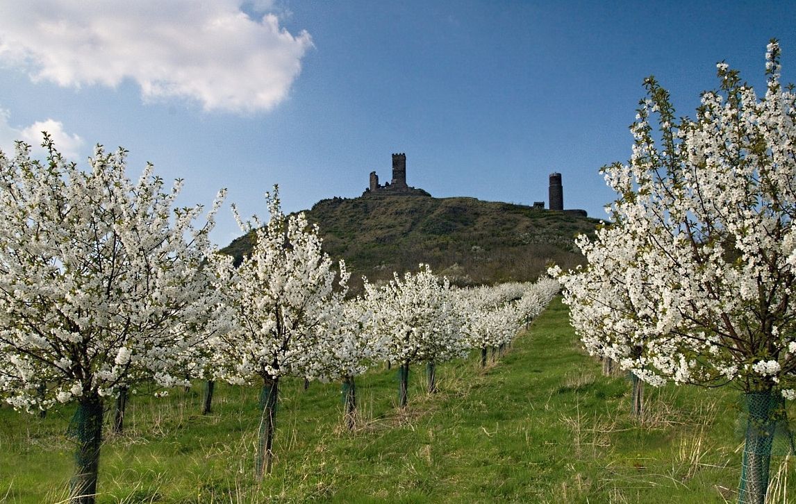 Jaro - stromy - květy - hrad - zřícenina