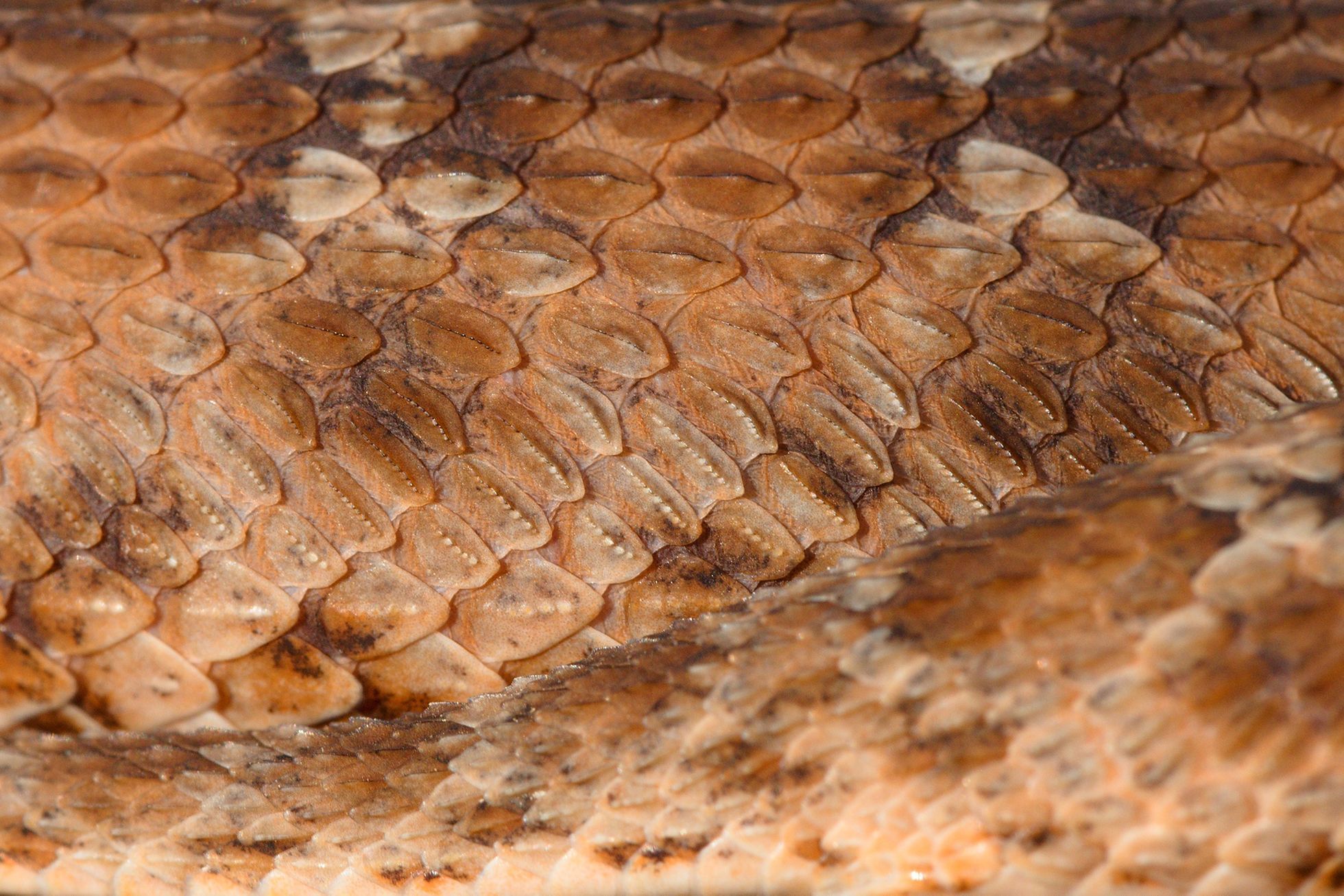 Nominace na Czech Nature Photo 2021