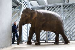 Nejen indické slonice, pražská ZOO plánuje změny