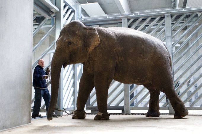 A už je přestěhovaná i Shanti. Transport proběhl k radosti a úlevě zaměstnanců Zoo Praha přesně podle plánu, zvířata po celou dobu spolupracovala.