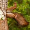 Vítězné fotografie ze soutěže Nikon Comedy Wildlife Awards 2024