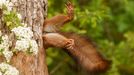 Vítězné fotografie ze soutěže Nikon Comedy Wildlife Awards 2024